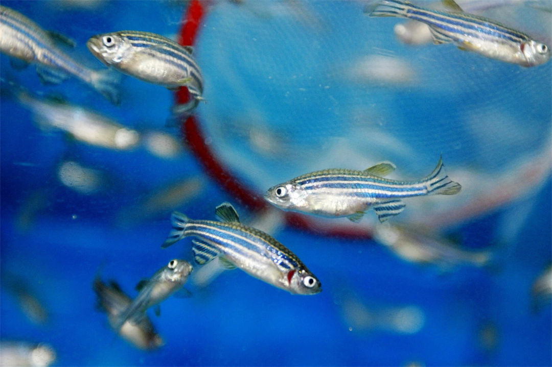 斑馬魚(yú).jpg